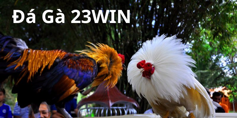 Giới thiệu đá gà 23WIN